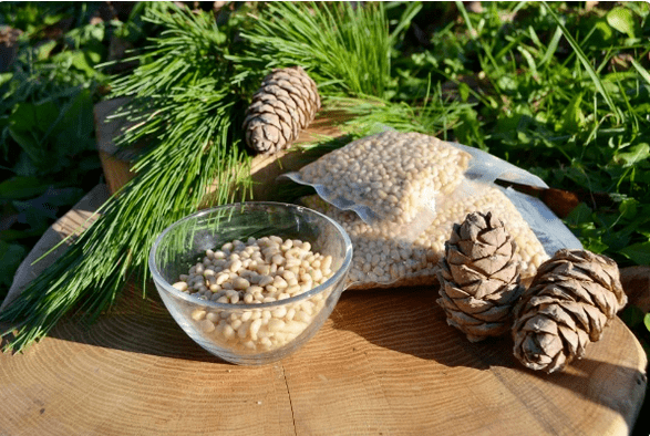 Cedar nuts